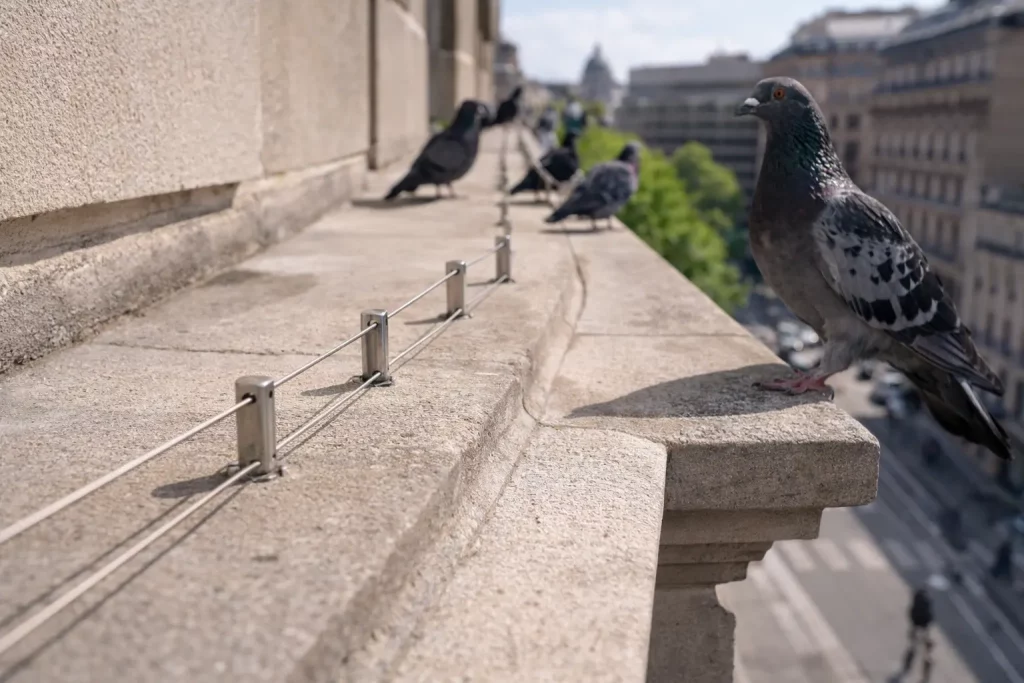Câbles et systèmes anti-poses discrets