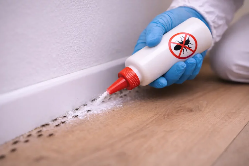 Poudres insecticides fourmis